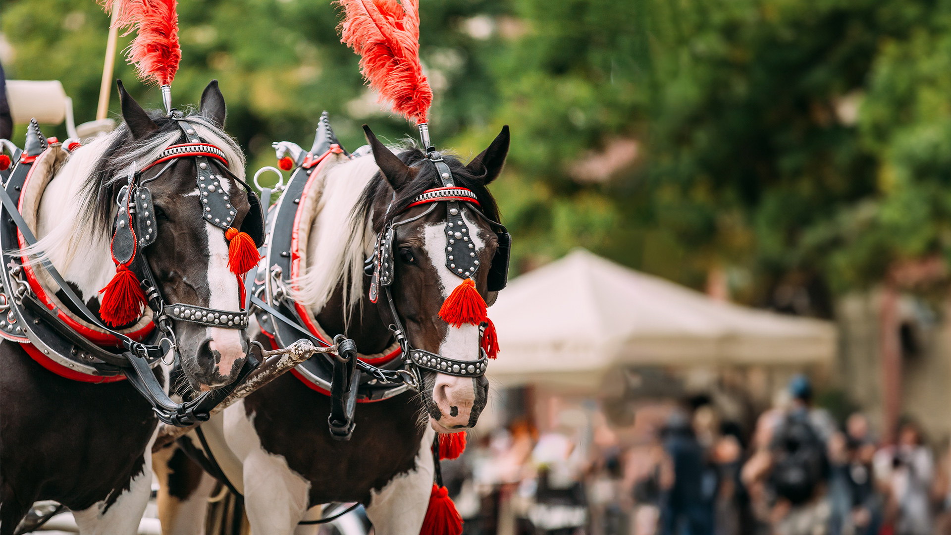 A groom on a white horse crossing the moat bridge at Prested Hall, a luxury Asian Wedding Venue Essex.